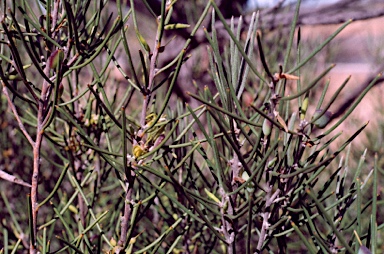 APII jpeg image of Persoonia inconspicua  © contact APII