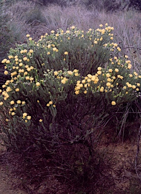 APII jpeg image of Petrophile wonganensis  © contact APII