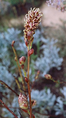 APII jpeg image of Grevillea eryngioides  © contact APII