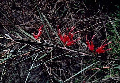 APII jpeg image of Grevillea granulosa  © contact APII