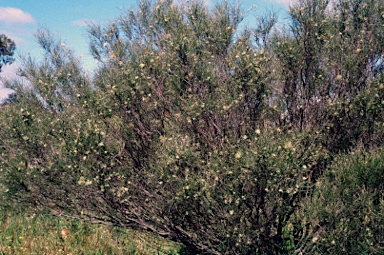 APII jpeg image of Grevillea hakeoides subsp. stenophylla  © contact APII