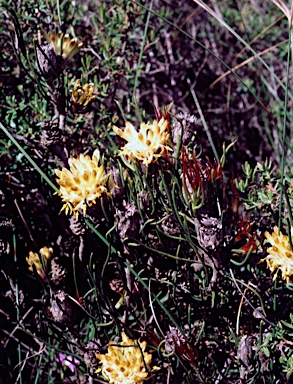 APII jpeg image of Petrophile brevifolia  © contact APII