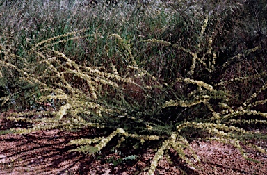 APII jpeg image of Grevillea erinacea  © contact APII