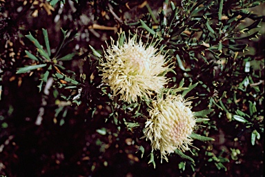 APII jpeg image of Banksia carlinoides  © contact APII