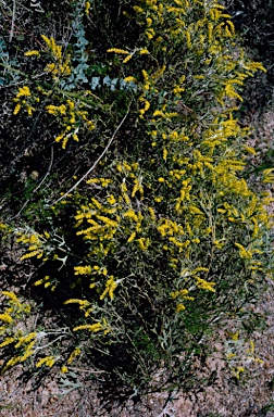 APII jpeg image of Synaphea spinulosa  © contact APII