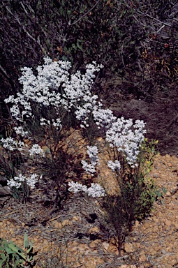 APII jpeg image of Conospermum brachyphyllum  © contact APII