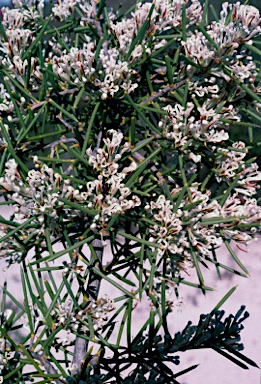 APII jpeg image of Hakea psilorrhyncha  © contact APII