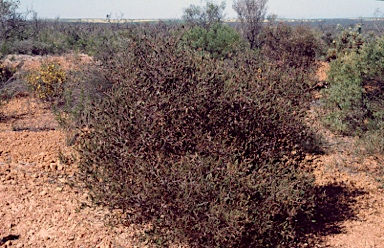 APII jpeg image of Hakea anadenia  © contact APII