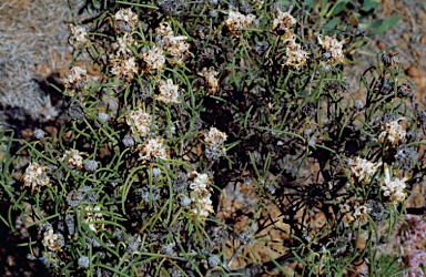 APII jpeg image of Petrophile brevifolia  © contact APII