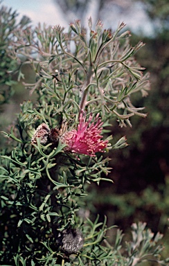 APII jpeg image of Isopogon dubius  © contact APII