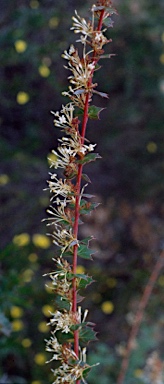 APII jpeg image of Grevillea uniformis  © contact APII