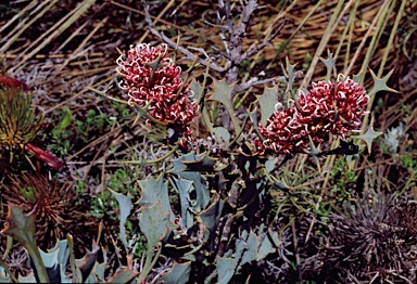 APII jpeg image of Hakea auriculata  © contact APII