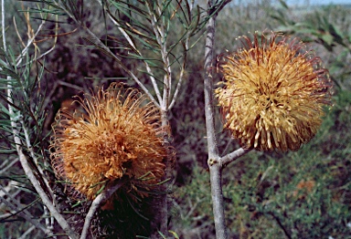 APII jpeg image of Banksia telmatiaea  © contact APII