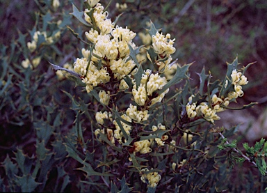 APII jpeg image of Hakea auriculata  © contact APII