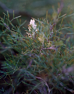 APII jpeg image of Grevillea rara  © contact APII