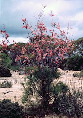 APII jpeg image of Grevillea petrophiloides subsp. remota  © contact APII