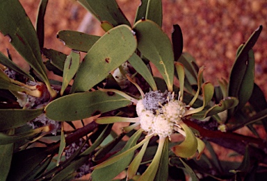 APII jpeg image of Isopogon polycephalus  © contact APII