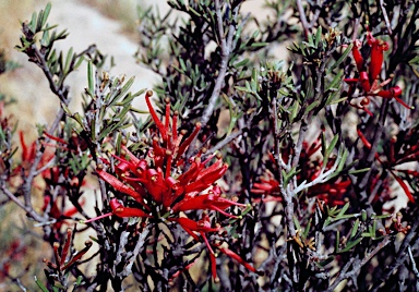 APII jpeg image of Grevillea huegelii  © contact APII