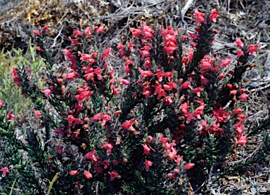 APII jpeg image of Chloanthes coccinea  © contact APII