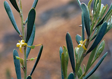 APII jpeg image of Persoonia brevirhachis  © contact APII