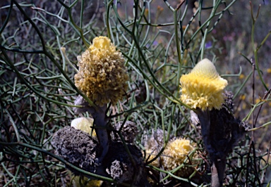 APII jpeg image of Isopogon villosus  © contact APII