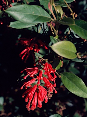 APII jpeg image of Grevillea rhyolitica  © contact APII