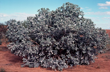 APII jpeg image of Eucalyptus pleurocarpa  © contact APII