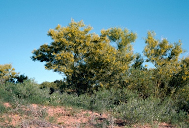 APII jpeg image of Acacia murrayana  © contact APII