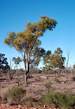 APII jpeg image of Acacia petraea  © contact APII