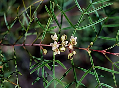 APII jpeg image of Boronia bowmanii  © contact APII