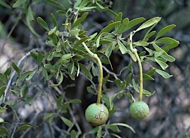 APII jpeg image of Capparis loranthifolia  © contact APII