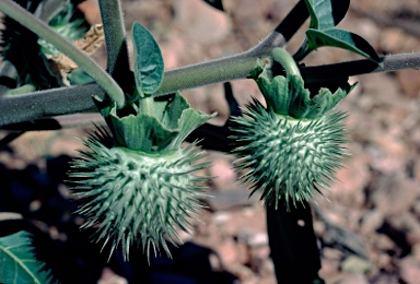 APII jpeg image of Datura innoxia  © contact APII