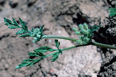 APII jpeg image of Daucus glochidiatus  © contact APII