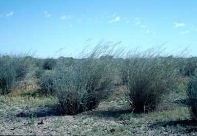 APII jpeg image of Eragrostis australasica  © contact APII