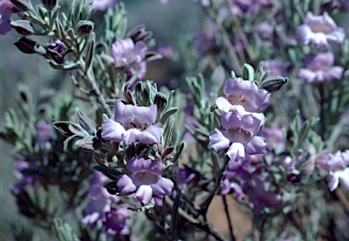 APII jpeg image of Eremophila bowmanii  © contact APII