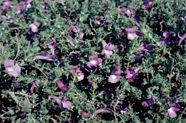 APII jpeg image of Eremophila obovata  © contact APII