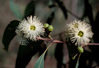 APII jpeg image of Eucalyptus tetrodonta  © contact APII