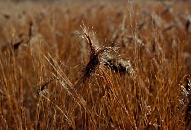 APII jpeg image of Heteropogon contortus  © contact APII