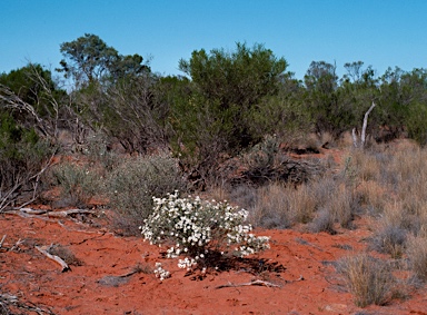 APII jpeg image of Olearia pimeleoides  © contact APII