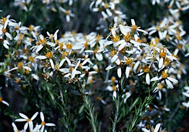 APII jpeg image of Olearia subspicata  © contact APII