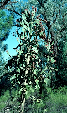 APII jpeg image of Opuntia tomentosa  © contact APII