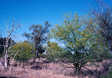 APII jpeg image of Parkinsonia aculeata  © contact APII