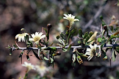 APII jpeg image of Scaevola spinescens  © contact APII