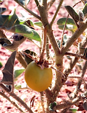 APII jpeg image of Solanum chippendalei  © contact APII