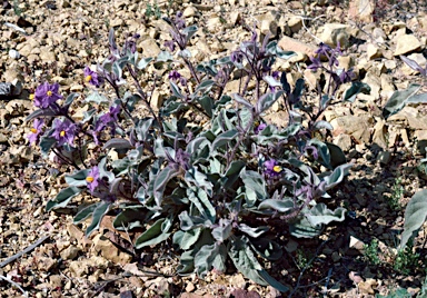 APII jpeg image of Solanum quadriloculatum  © contact APII