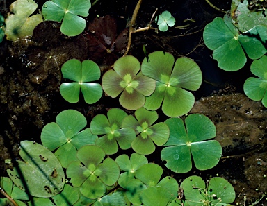 APII jpeg image of Marsilea mutica  © contact APII