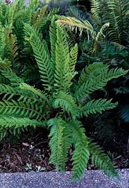 APII jpeg image of Polystichum proliferum  © contact APII