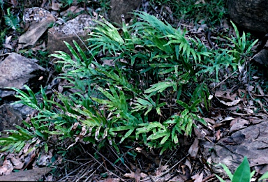 APII jpeg image of Pteris umbrosa  © contact APII