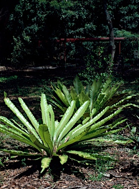 APII jpeg image of Asplenium australasicum  © contact APII