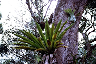 APII jpeg image of Asplenium australasicum  © contact APII